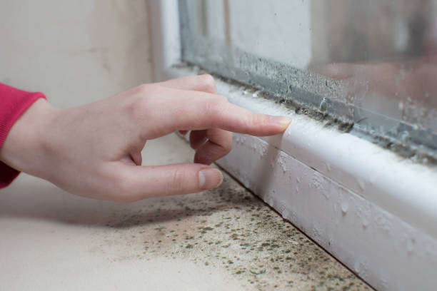 Best Basement Mold Removal  in Wliamsvle, IL